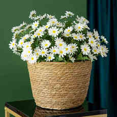 Кровать флаг 52cm white daisy non-woven
