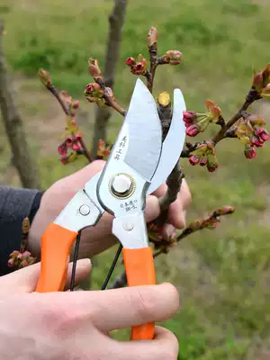 Fruit tree pruning shears branch scissors gardening garden floral shears Trough cutting branches pruning scissors labor-saving scissors tools