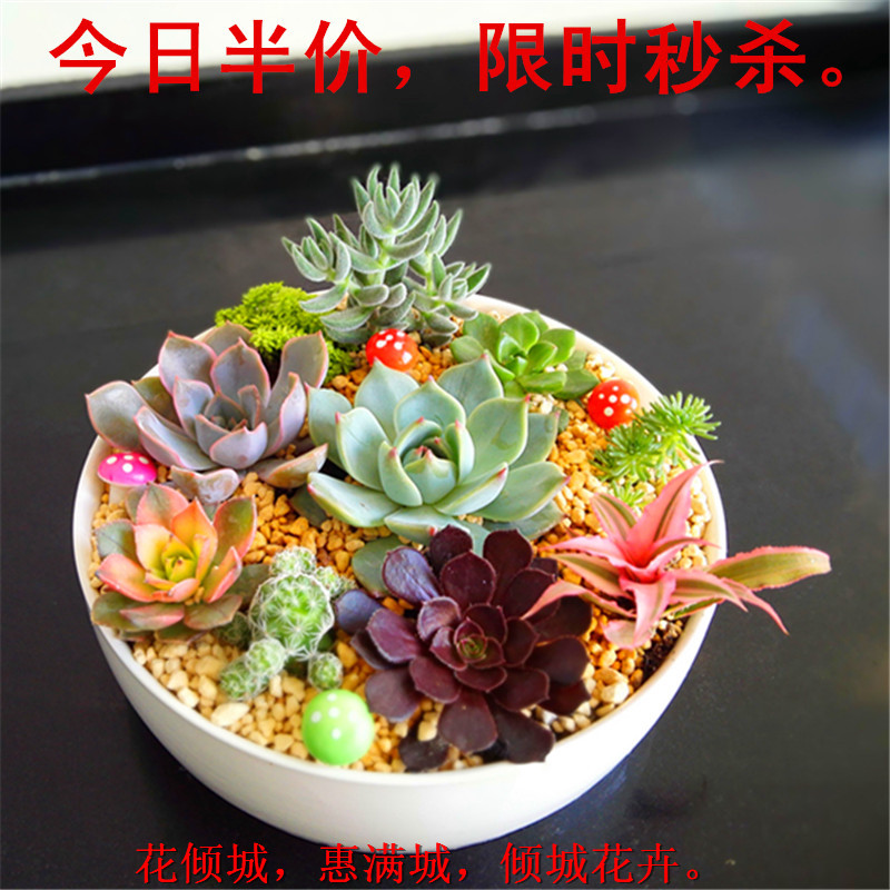 室内多肉组合 多肉植物 带盆 吉娃娃 静夜 绿植盆栽 多肉种子包邮