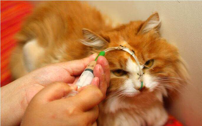 Animal cats and dogs feeding esophagus pharyngeal feeding tube pet gastric tube nasogastric feeding liquid nutrition liquid feeding X imaging can be indwelled