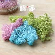 Evergreen moss diy material glass cover Yongsheng Courtesy Box Accessories Microscape Making Material Decorative Fillers