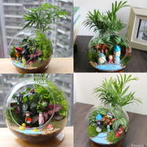 New Pint Double Mouth Micro Landscape Handmade Diy Suit Regiment Built Green Plant Bonsai Breathable good Cultivation Moss Eco Bottle