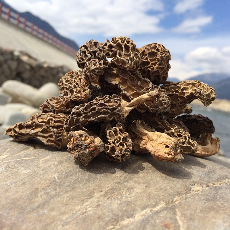 Tibet Rinzhi Mountain Stock Goat Belly Fungus This Year New Cargo Lin Sesame Goat Belly Fungus Farmhouse Self-Produced Self-Sold Dry Goods