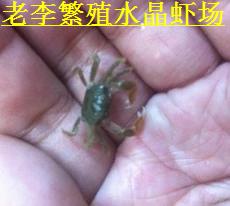 Mini Ornamental Crab Deep Water Crab Super Good Pet Crab Ornamental Crab Cute Live Pet Eat Insect and Algae