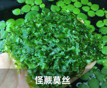 Moss Water Grass Monster Convulus Moss Strange Moss Crystal Shrimp Dodge Moss Moss Water Grass Loose Leaf Water Grass