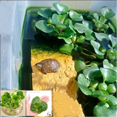 Water hyacinth water hyacinth floating water plant turtle tank point plant drying platform to absorb fish tank nutrition to avoid breeding aquarium