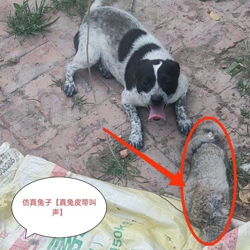 小幼犬开口神器|细狗训练必备!仿真兔子遛狗太上头了🐶-训练器-淘宝百科网