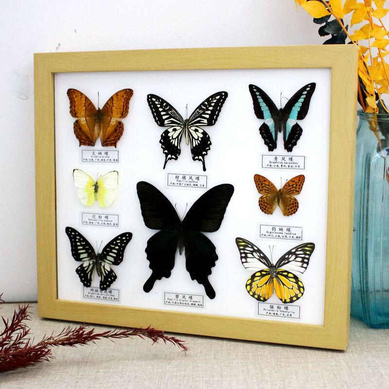 New Simple 12inch Picture Frame with Real Butterfly Specimen, Craft Home Decoration Frame, High Aesthetic Value, Exquisite Gift Collection
