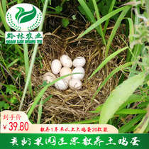 Guizhou soil eggs kiwi fruit orchard free-range soil eggs 20 per box promotion National damage package compensation