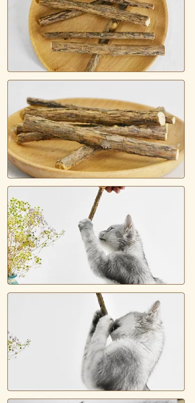 Cat Forest Wood Scorpio Cat Cung cấp Cây Cleansing Rod Cat Snack Bites Rod 6 Wood Scorpio Rod Cat Molar Rod cá hộp