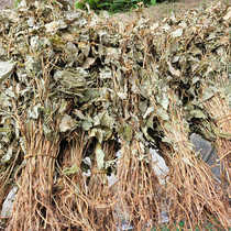Dried raw Houttuynia cordata in the mountains and wild fields of farmers in Jiangxi Gannan is applied to dogs ears and soaked in water as herbal tea in summer.