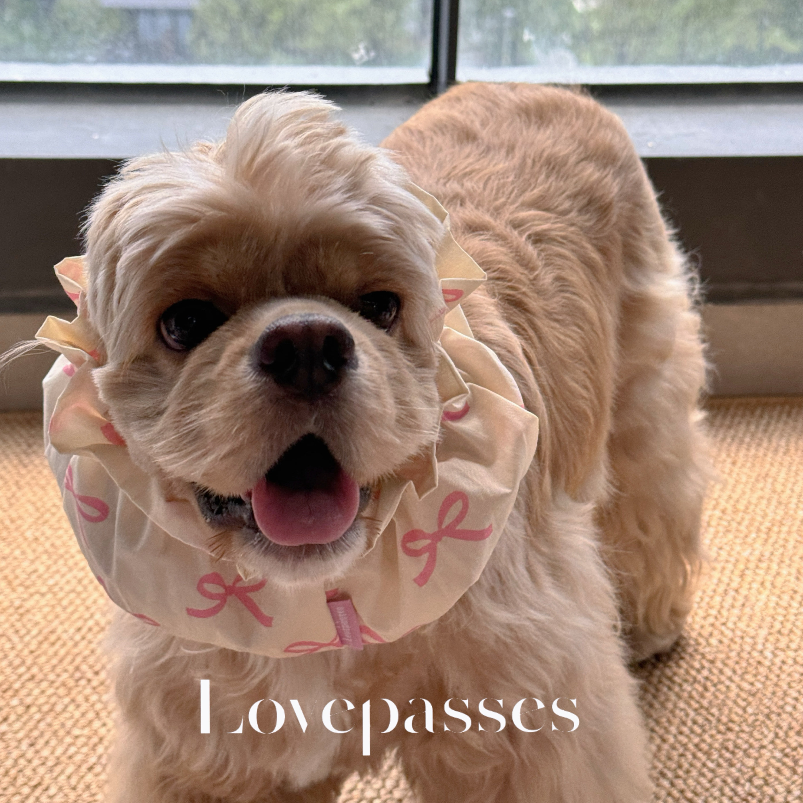 Классические наушники Lovepasses из импортной ткани | наушники для собак, головной убор Cocker King Charles, защита от грязи