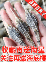 Fishermen bask in sea sparrows dry goods Sea swallows dry flying sea E white and not yellow throat swelling and pain soup 500g