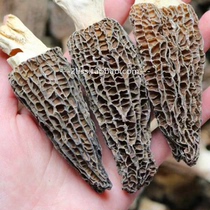 Head stubble large morel dried wild premium meat thick shearing handle Yunnan specialty fungi Shiitake mushroom soup ingredients