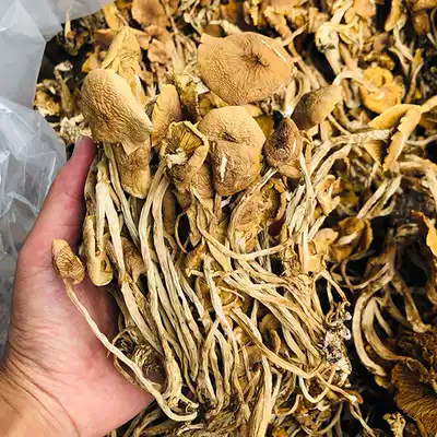 Jiangxi Guangchang semi-wild umbrella tea tree mushroom dry goods specialty 200g tea Mushroom Mushroom mushroom special new product