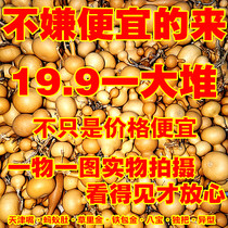 Natural Wenplay Iron Gold straw gold Tianjin mouth Ant belly eight treasures American hand twist gourd 2