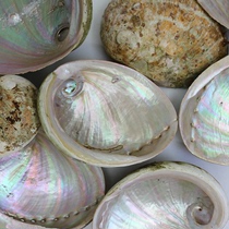 Natural Australian white abalone shell burnt sage container decoration jewelry storage conch shell fish tank landscaping shooting props