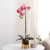 Чувство Phalaenopsis Fake Flow