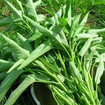 四川本地露天种植新鲜蔬菜空心菜食用藤藤菜新鲜 通心菜现 摘现发