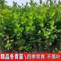 Holly saplings big-leaved boxwood saplings holly saplings courtyard hedges fence saplings four-season green saplings