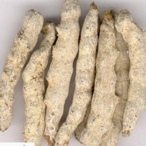 Chinese herbal medicine Beauveria bassiana 500g