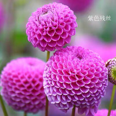 盈袖花卉园艺