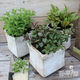 Mint potted Mentha vanilla plant home gardening balcony planting edible