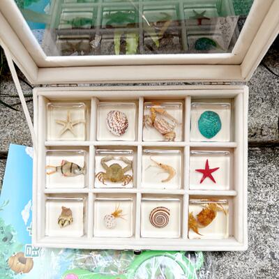 Natural conch, shell, coral specimen box, decorative ornaments, handcrafted collectibles, crabs, fish, starfish, snails, shrimps, shells