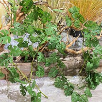 High simulation feel turtle back leaf rattan pipe background wall decoration green leaf winding air-conditioning pavilion fake leaf vine