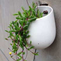 Zixuanyue office desktop mini potted green plant to absorb formaldehyde radiation protection succulent plant hanging purple beads