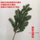 Mô phỏng nhánh cây thông cành cây thông cành cây arborvitae cành cây bách cành cây cảnh đẹp cây thông giả hoa lá giả - Hoa nhân tạo / Cây / Trái cây