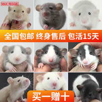 Flower branch mouse live animal pet Flower Branch mouse curly flower Flower Branch mouse pig larvae