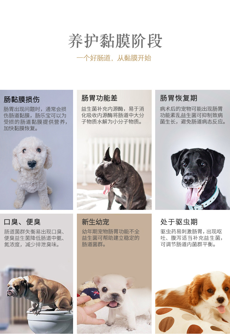 香 犬 5 túi Teddy điều hòa đường tiêu hóa bổ sung phân dinh dưỡng niêm mạc ruột hôi thối - Cat / Dog Health bổ sung sữa cho chó bầu 
