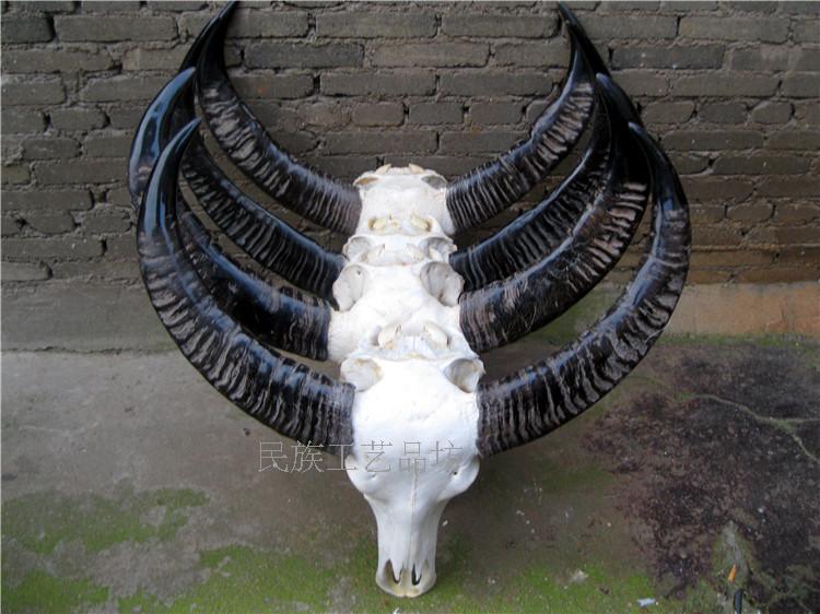 Buffalo Skull Craft Gift Pendulum accessories Real Bull Head Adornment Bull Sheen Skull Specimen Natural Bull's Specialty Craft