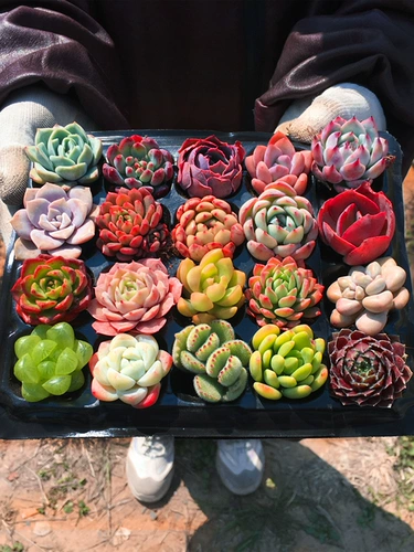 Сочные растения в помещении Комбинированные маленькие цветы в осеннем горшке посадки столы с льдом из сливы, новые зеленые растения с горшками с горшками