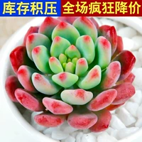 Небесно-голубое яблоко высотой 3-5 см, одиночное растение.