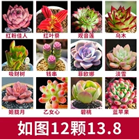 12 из бутик -суккулентов [доставка по картинке]