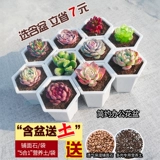 Сочные растения комбинированные растения зеленое растение цветочный стой