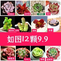 Как показано на рисунке 12 [сорт на картинке]