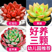 Бутик сочный полоса 3 пьесы [Рекомендуемый детский сад]