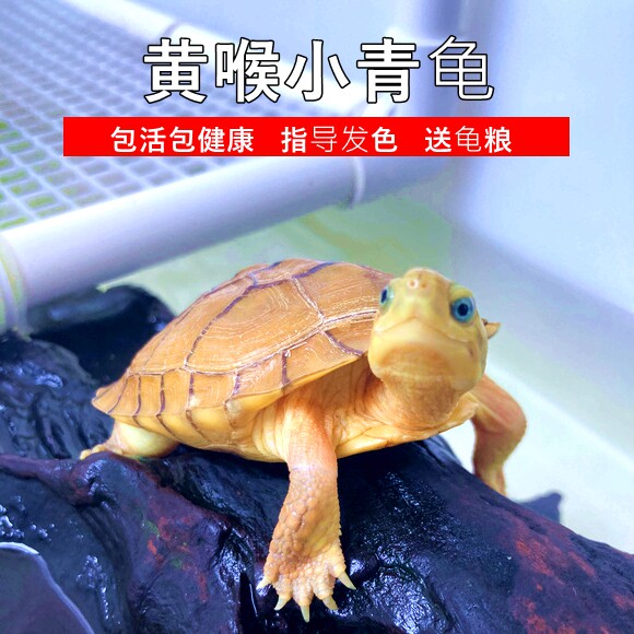 纯正黄喉拟水龟皖南种三黄小青龟石金钱龟苗:超萌活物小宠物,让你的生活添彩!-特种养殖类水族宠物-淘宝好物网