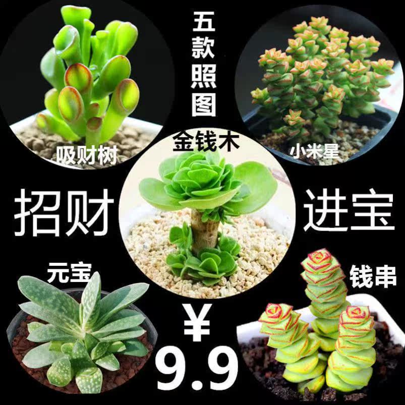 High-end succulent non-repeating flowers green plant combination potted novice set indoor good feeding easy to live for four seasons