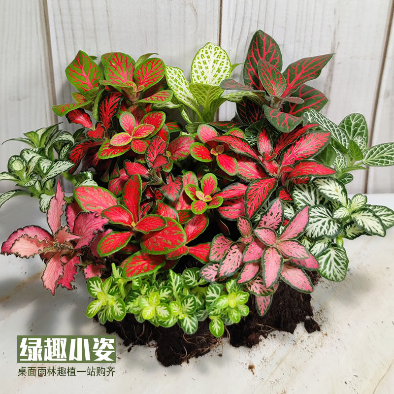 Reticulated grass moss micro-landscape ecological bottle DIY landscaping rainforest tank water and land tank creative colorful leaf mini plant