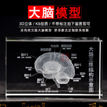  3D crystal carved brain model ornaments custom-made brain model Brain anatomy schematic diagram