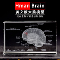  English version of 3D crystal carved brain model ornaments human brain anatomy schematic diagram handicraft custom