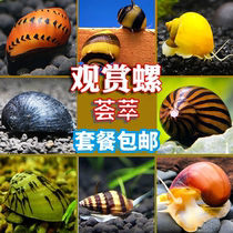 Ornamental snail Malay snail Algae removal snail Living fish tank Freshwater feed Apple snail Black diamond onion Zebra Gold Snail