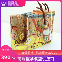 ENOVO Human skin tissue anatomy enlargement model Minimally invasive skin cosmetic plastic surgery face facial model