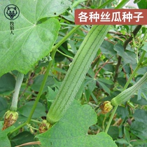 Shepherd meat melon seed long fragrant silk melon seed silk melon seedlings in spring autumn vegetables melon and fruit silk melon seed