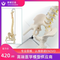 ENOVO Human spine model Pelvis leg bone spine Lumbar spine Pelvis bone osteopathy Blind massage teaching