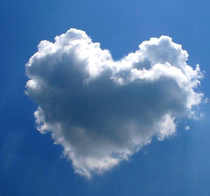 Puff Cat 丨 Support every pet